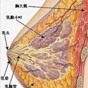 孕期乳晕鼓（孕期乳晕鼓得很大图片）