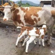 牛怀孕最长多少天下牛犊,什么动物孕期最长?