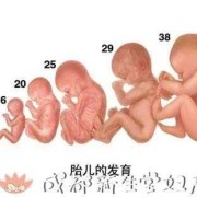 孕晚期胎儿图片（孕后期胎儿生长受限症状）