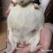 豚鼠怀孕了可以洗澡吗,豚鼠孕期多长时间