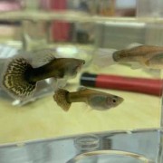 孔雀鱼孕期（孔雀鱼怀孕期间需要喂食吗）