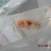 三个月胎儿的形状（三个月胎儿的形状图片）