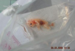 三个月胎儿的形状（三个月胎儿的形状图片）