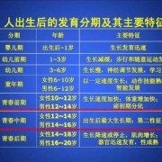 胎儿肾发育时间（胎儿肾发育时间多长）