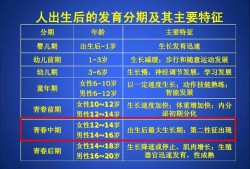 胎儿肾发育时间（胎儿肾发育时间多长）