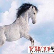 马的孕期是多少,孕期梦到马是怀女还是男