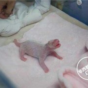 熊猫怀孕后的身体变化,熊猫胎儿为什么那么小