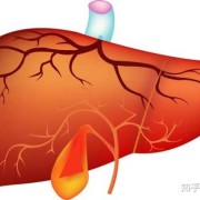 胎儿胆囊偏大的原因,22周胎儿胆囊正常值是多少