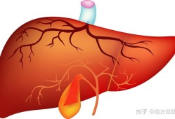 胎儿胆囊偏大的原因,22周胎儿胆囊正常值是多少