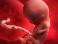 怀孕五个月胎儿有多大（11周5天胎儿应该多大）