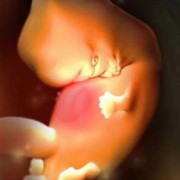 怀孕41天胎儿图片（怀孕41天胎儿图片欣赏）