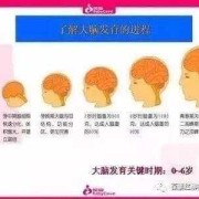 大脑额颞叶发育不良严重吗,胎儿脑发育的关键时期