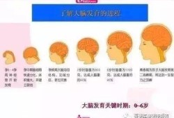 大脑额颞叶发育不良严重吗,胎儿脑发育的关键时期