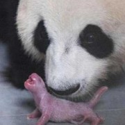 熊猫孕期（熊猫孕期多长时间）