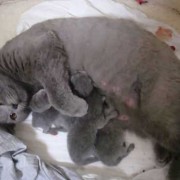 母猫怀孕了怎么办,猫怀孕期多久