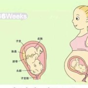 孕期宝宝图片（孕期宝宝图片1到9个月）