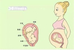 孕期宝宝图片（孕期宝宝图片1到9个月）