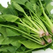 孕妇吃菠菜对胎儿好吗（菠菜保胎还是滑胎）