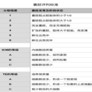 试管胚胎等级有哪些,胎儿级别是什么意思啊