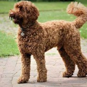 六个月贵宾犬，狗狗缺钙导致腿变形还能矫正吗,孕期中度缺钙怎么补