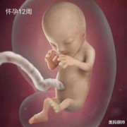 胎儿图片男（男生叫你宝宝什么意思）