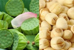 孕期吃莲蓬（孕期吃莲蓬有什么好处）