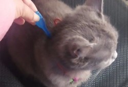 孕期打虫（母猫孕期可以做体外驱虫吗）