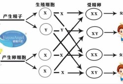 胎儿染色体异常会有什么影响？会不会影响智力发展呢,胎儿性染色体偏多是什么意思