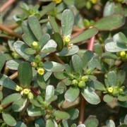 哪些野菜孕妇不宜吃,孕期吃野菜好吗