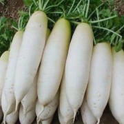 孕妇为什么不能生吃萝卜,孕期吃萝卜好吗?