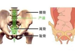 一般几周入盆？是不是40周才会入盆,孕期几周入盆正常