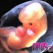 八周的胎儿有多大,孕八周胎儿真实图 图片欣赏