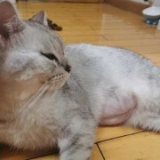 孕期脸变瘦（猫咪怀孕很瘦怎么办）