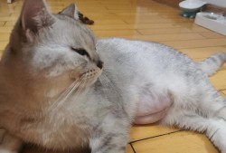 孕期脸变瘦（猫咪怀孕很瘦怎么办）