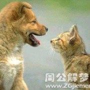 孕期梦见猫和狗（猫狗一般一年生下几次？都在几月份一般）