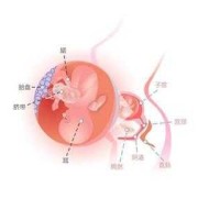 18周胎儿位置（18周胎儿位置很靠下）