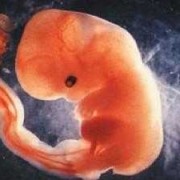 9周大的胎儿图片（9周大的胎儿图片大全）