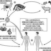孕妇感染弓形虫后会有哪些症状,孕期弓形虫感染症状有哪些