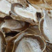 竹荪胎儿（竹荪胎儿）