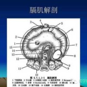 左侧膈疝？膈疝是什么病,胎儿隔疝是什么病?