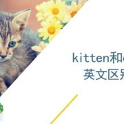 胎儿  英文（kitten和cat有什么区别）