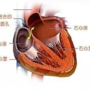 男胎儿有卵圆孔吗（男胎儿有卵圆孔吗图片）
