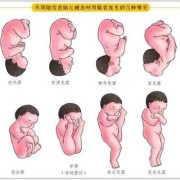 胎儿仰面位图片（如何练习小孩翻身再翻过来）
