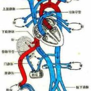 胎儿的血液循环（胎儿的血液循环途径图）