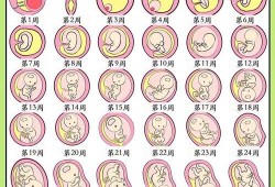 怀孕期间胎儿发育过程（孕45天胎儿发育情况到底是怎样的？孕早期时候，需要怎么检查）