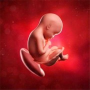怀孕三十五周胎儿多重呢？一般情况下胎二多大合适,怀孕六个月胎儿多重正常