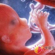 怀孕12周肚子有多大？12周的胎儿有胎动了吗,14周胎儿有多大图片