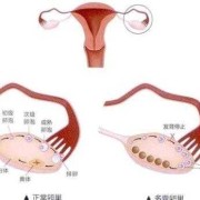 子宫小对胎儿有影响吗（子宫小对胎儿有影响吗）