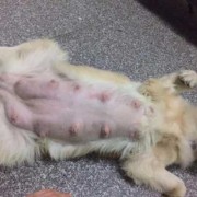 金毛犬的孕期（金毛犬的孕期是多少天）