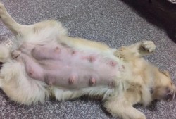 金毛犬的孕期（金毛犬的孕期是多少天）